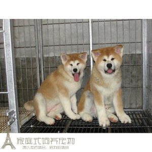 纯种赛级双血统日系秋田幼犬活体宠物狗狗家养出售血统纯正g