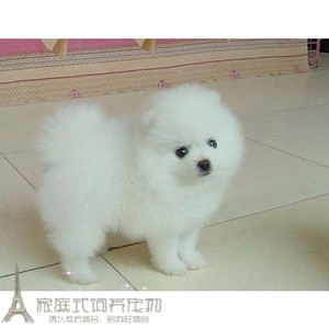 纯白色博美犬纯种茶杯博美日本俊介袖珍球体博美幼犬狗90g