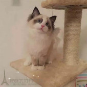 自家繁殖纯种宠物猫咪幼猫活体美国布偶猫海豹双色蓝双布偶幼猫p