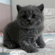 蓝猫宠物猫英国短毛猫英短蓝猫活体折耳立耳幼猫纯种家养蓝猫p