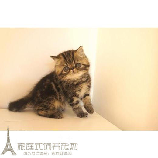 纯种活体家庭繁殖猫咪异国短毛猫棕虎斑八字脸加菲猫活体幼猫p