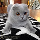 宠物猫活体纯种英国短毛猫英短蓝猫幼猫宠物猫家养折耳猫咪出售p