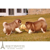 纯种活体巨型阿拉斯加雪橇犬幼犬烟灰色桃脸熊版 巨大阿拉斯加14p