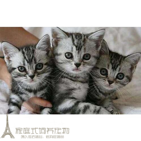 美国短毛猫标准银虎斑美短立耳幼猫活体美短银虎斑活体幼猫纯种p