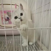英短幼猫 英国短毛猫公猫银色银渐层活体包子脸p 家养宠物纯种猫