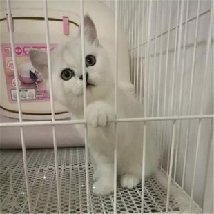 英短幼猫 家养宠物纯种猫 英国短毛猫公猫银色银渐层活体包子脸p