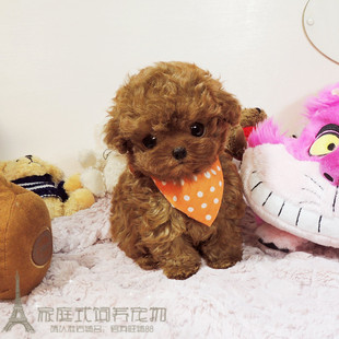 出售纯种泰迪幼犬玩具泰迪犬贵宾犬迷你犬茶杯犬宠物狗狗TD1p