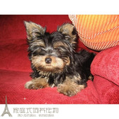 家养赛级活体精灵天使约克夏幼犬活体宠物狗时尚 玩偶p