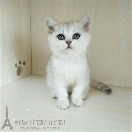 银渐层立耳支持上门英国短毛猫