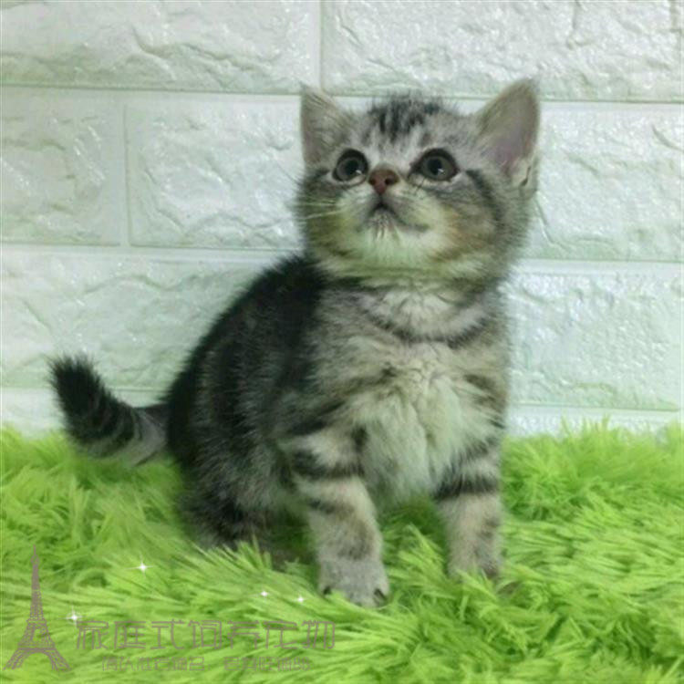 美国短毛猫银虎斑活体纯种幼猫美短加白起司猫立耳宠物猫包邮p
