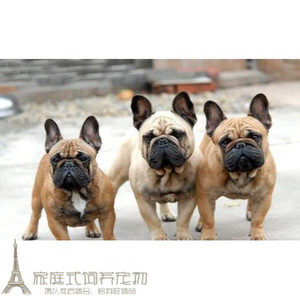 纯种法国斗牛犬幼犬活体法斗狗狗法牛红牛宠物狗狗欧版进口血统g