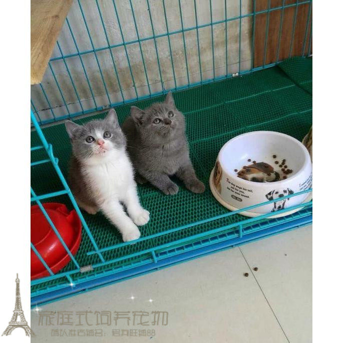 出售家养纯种宠物猫 英国短毛猫 英短蓝白双色 正八蓝白粉鼻p