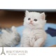 白色长毛p 金吉拉长毛猫 家养金吉拉活体 宠物猫咪幼猫活体