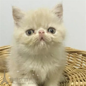 宠物猫咪加菲猫幼猫家养活体红虎斑纯种异国短毛猫出售血统纯正p