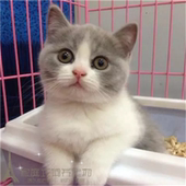 蓝白英短英国短毛猫纯种英短蓝白宠物猫幼猫活体宠物猫英短蓝白p