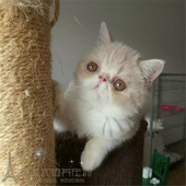 宠物猫异国短毛猫加菲猫幼猫纯种家养加菲幼猫赛级加菲猫活体p