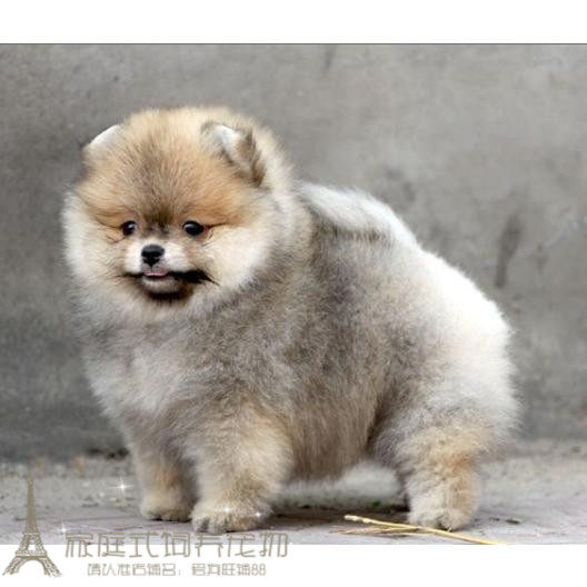 小体棕黄色极聪明博美犬可爱听话乖巧甜美呆萌大毛量p