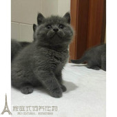 赛级繁育纯种英国短毛猫英短蓝猫母猫活体幼猫宠物猫蓝猫英短p