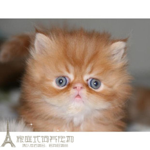 加菲猫短毛猫 纯种波斯猫p 活体红虎斑波斯猫 长毛波斯猫幼猫