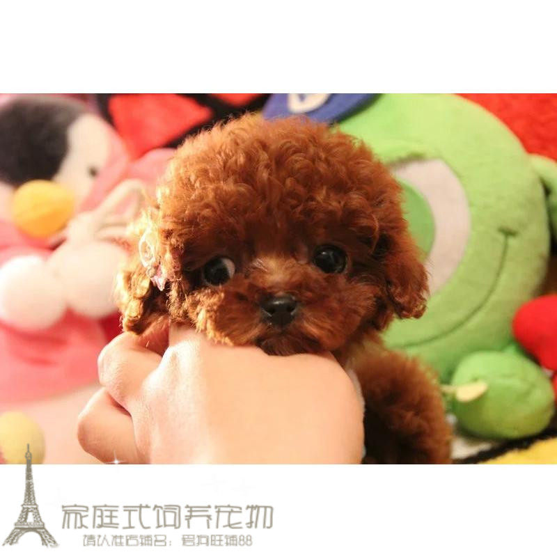 韩系大眼睛茶杯微小体泰迪狗妹妹幼犬活体宠物狗红棕色小狗p