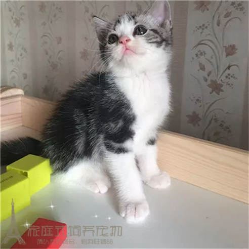 美短活体纯种幼猫美短标斑美短银虎斑加白家养美短幼猫起司猫p
