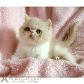 纯种加菲猫异国短毛猫纯种猫宠物猫幼猫水滴眼包子脸活体弟弟p