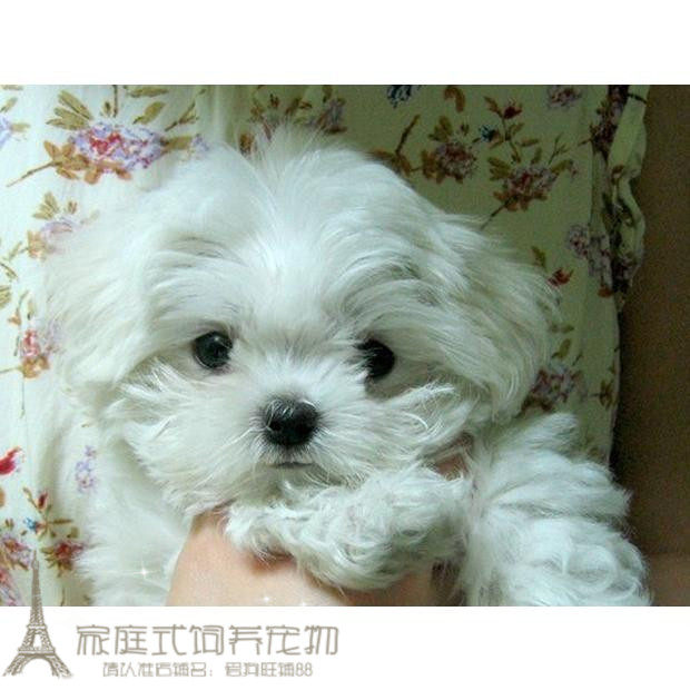 家养纯种赛级马尔济斯赛级纯种幼犬疫苗驱虫已做p