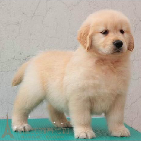 出售纯种导盲犬金毛犬幼犬纯种金毛宠物狗金毛犬活体家养赛级p