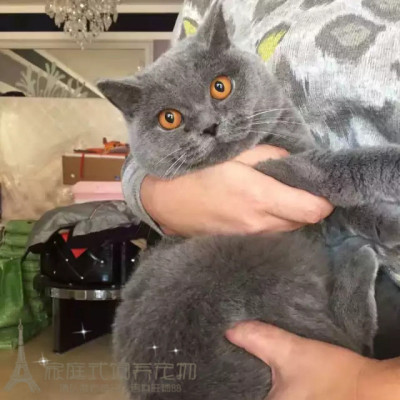 宠物猫咪活体蓝猫 家养折耳猫波斯猫加菲猫布偶猫暹罗猫幼猫w