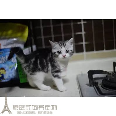 纯种美短加白 美国短毛猫 粉鼻子起司猫 宠物猫幼猫活体p