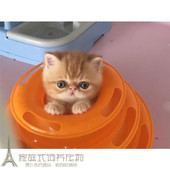 红虎斑加菲猫幼猫宠物猫咪异国短毛猫纯种幼猫活体家养加菲猫p
