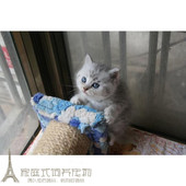 家养英短美短纯种猫银渐层苏格兰折耳立耳小猫咪活体出售p