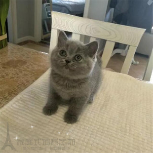 猫舍出售英短蓝猫宠物猫活体幼猫英国短毛猫包纯种健康疫苗已做p