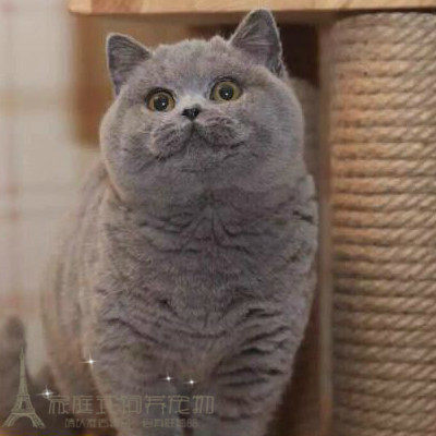 英短蓝猫活体幼猫俄罗斯蓝猫纯种宠物猫咪活猫立耳种公种母猫舍p