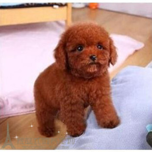 赛级红泰迪幼犬茶杯纯种活体泰迪狗玩具型迷你赛级灰色贵宾77p