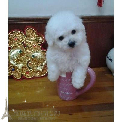 纯种活体法国卷毛比熊犬幼犬茶杯犬迷你型家养赛级幼狗比熊犬50p