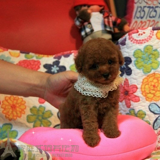 家养赛级玩具红泰迪幼犬活体宠物狗找好人家狗妈带血统证书p