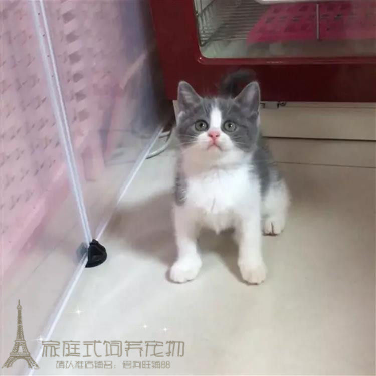 蓝猫宠物活体蓝白猫英短蓝白猫活体幼猫纯种英国短毛猫蓝白p