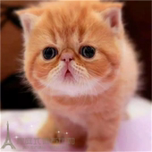 加菲猫幼猫活体宠物猫纯种异国短毛猫家养幼猫加菲猫幼猫活体p