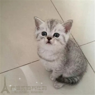 出售英短银渐层纯种幼猫英短宠物猫活体英短渐层纯种幼猫p
