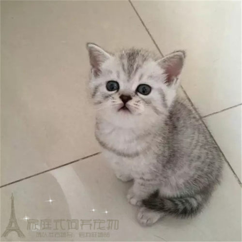 出售活体英短渐层纯种幼猫