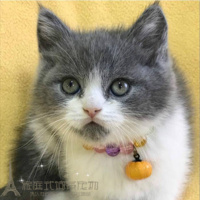 宠物猫活体英短蓝猫蓝白折立耳英国短毛猫小猫咪幼崽幼猫蓝白p