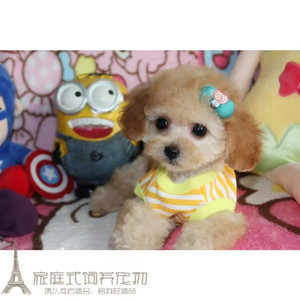 出售宠物活体狗狗纯种家养奶油色玩具茶杯体贵宾贵妇泰迪幼犬g