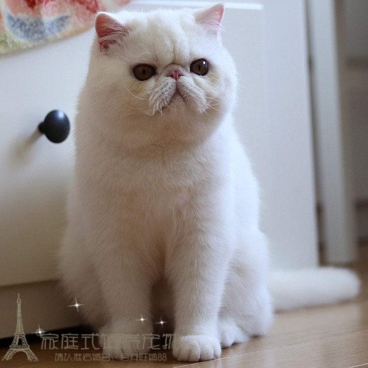 纯种活体宠物加菲猫异国短毛猫纯白色加菲幼猫家养宠物猫出售p