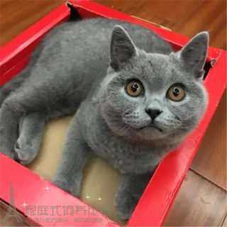 纯种英短蓝猫 英国短毛猫 活体幼猫宠物猫 蓝猫 立耳短毛猫p