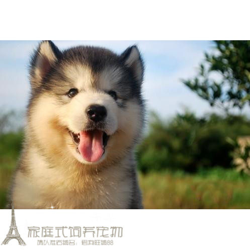 出售灰色桃脸阿拉斯加雪橇犬幼犬活体巨型宠物狗双血统全国发货p