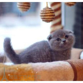 苏格兰折耳蓝猫英短蓝猫折耳猫幼猫英国短毛猫纯种蓝猫折耳家养p