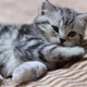 苏格兰折耳猫美短银虎斑幼猫纯种猫宠物猫活体美短折耳幼猫p