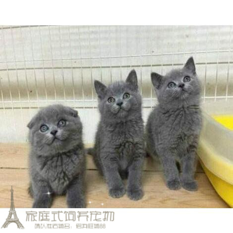 英短蓝猫 宠物猫蓝猫折耳纯种家养蓝猫宠物猫活体折耳幼猫 蓝猫g