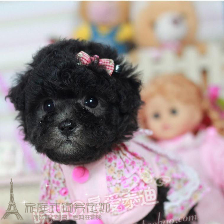 家养纯种暴毛灰色茶杯泰迪贵宾狗狗幼犬娃娃脸小体型迷你犬泰迪p